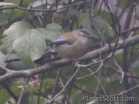 Blue-winged Minla (Actinodura cyanouroptera)