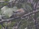Blue-winged Minla (Actinodura cyanouroptera)