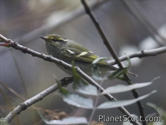 Yellow-browed Warbler (Phylloscopus inornatus)