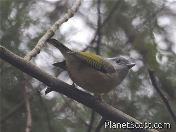 Blyth's Shrike-Babbler (Pteruthius aeralatus) - Female