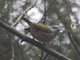 Blyth's Shrike-Babbler (Pteruthius aeralatus) - Female
