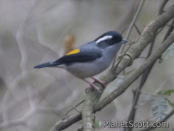 Blyth's Shrike-Babbler (Pteruthius aeralatus) - Male