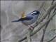 Blyths Shrike-Babbler (Pteruthius aeralatus) - Male