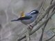 Blyth's Shrike-Babbler (Pteruthius aeralatus) - Male