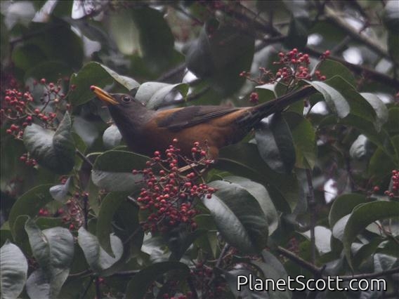 Chestnut Thrush (Turdus rubrocanus) - Male