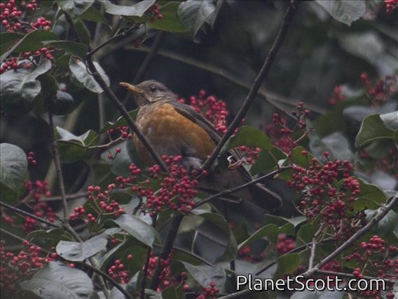 Chestnut Thrush (Turdus rubrocanus) - Female