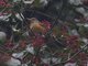 Image from 2013-01-09