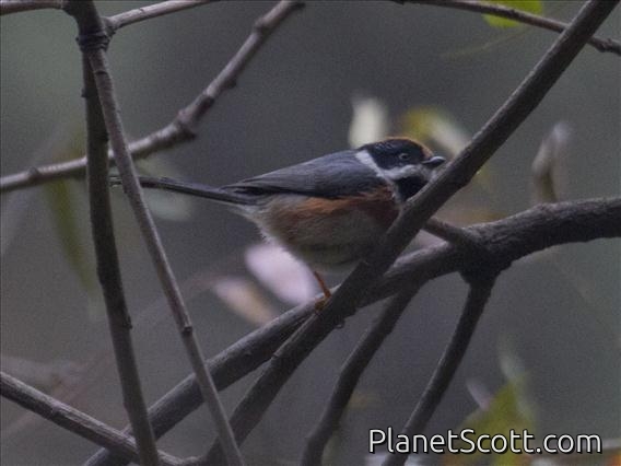 Black-throated Tit (Aegithalos concinnus)