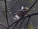 Black-throated Tit (Aegithalos concinnus)