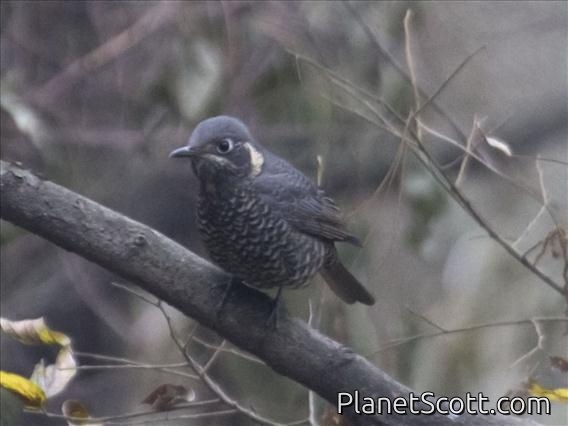 Chestnut-bellied Rock-Thrush (Monticola rufiventris) - Female