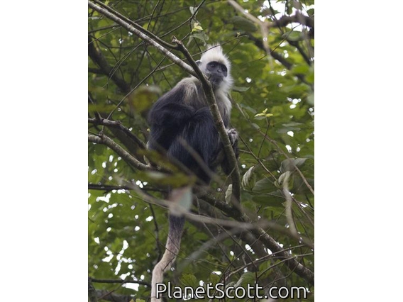 White-headed Lutung (Trachypithecus leucocephalus)