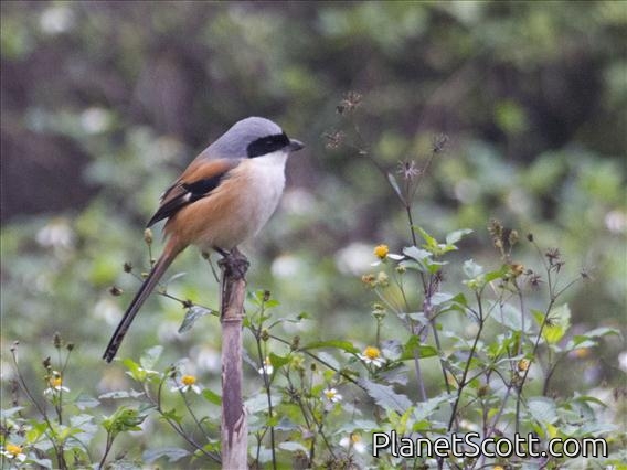 Long-tailed Shrike (Lanius schach)