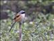 Long-tailed Shrike (Lanius schach)