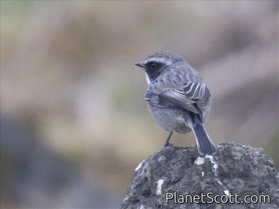 Gray Bushchat (Saxicola ferrea)
