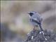 Gray Bushchat (Saxicola ferrea)