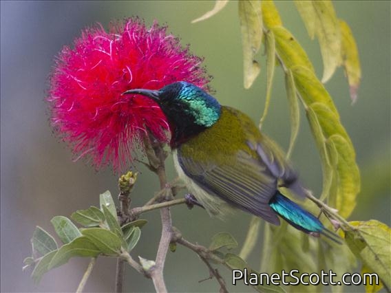 Fork-tailed Sunbird (Aethopyga christinae)