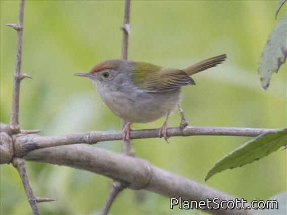 Common Tailorbird (Orthotomus sutorius)