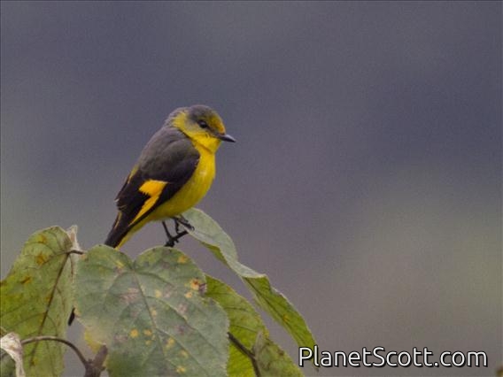 Short-billed Minivet (Pericrocotus brevirostris) - Female
