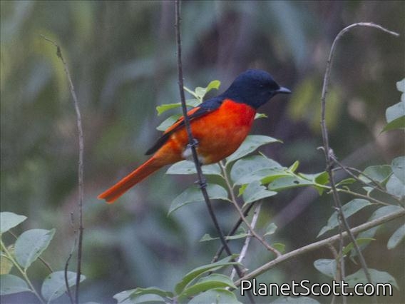 Short-billed Minivet (Pericrocotus brevirostris) - Male