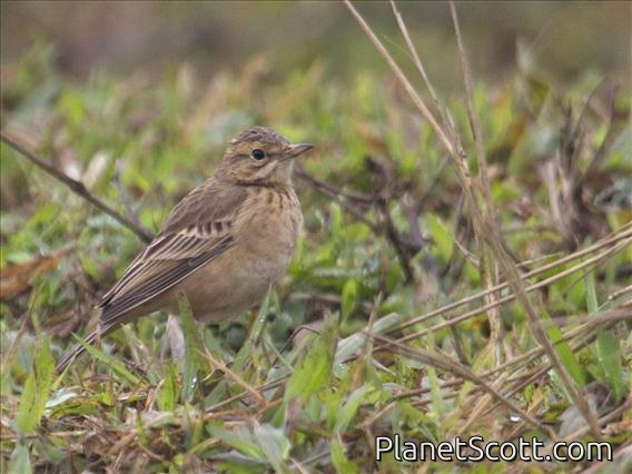 Oriental Pipit (Anthus rufulus)