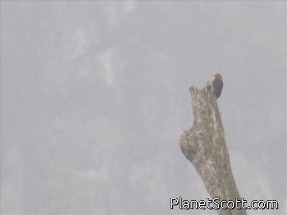 Bay Woodpecker (Blythipicus pyrrhotis)