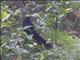 Racket-tailed Treepie (Crypsirina temia)