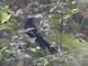 Racket-tailed Treepie (Crypsirina temia)