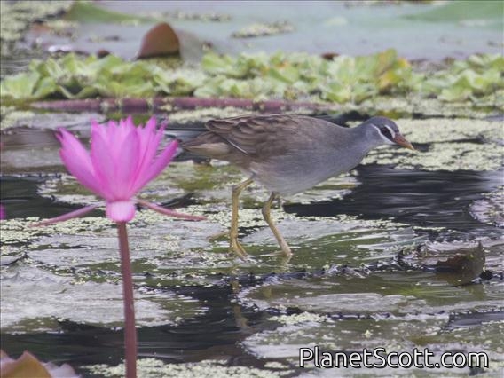 White-browed Crake (Amaurornis cinerea)