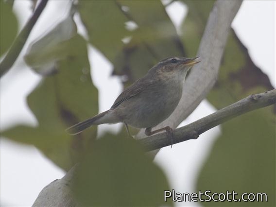 Dusky Warbler (Phylloscopus fuscatus)