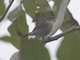 Dusky Warbler (Phylloscopus fuscatus)