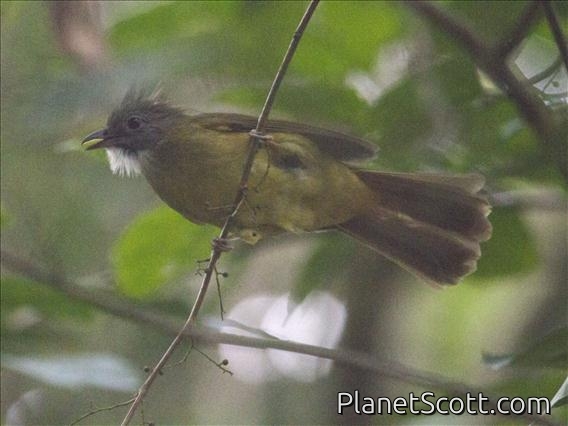 Puff-throated Bulbul (Alophoixus pallidus)