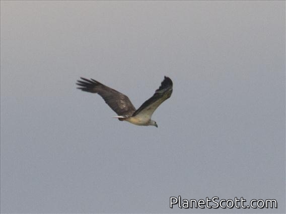 White-bellied Sea-Eagle (Haliaeetus leucogaster)