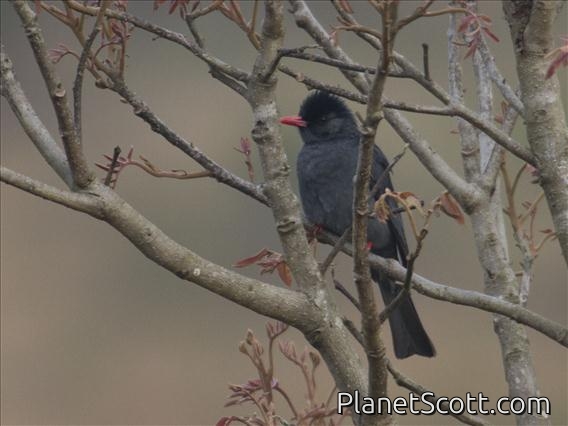 Black Bulbul (Hypsipetes leucocephalus)
