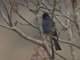 Image from 2013-01-21