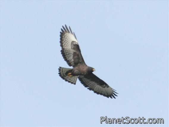 Short-tailed Hawk (Buteo brachyurus)