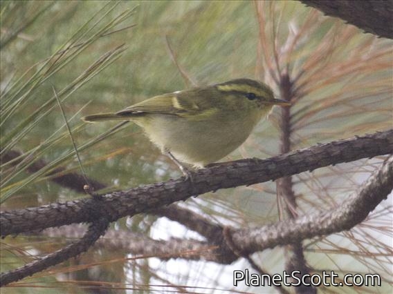 Yellow-browed Warbler (Phylloscopus inornatus)