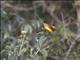Goulds Sunbird (Aethopyga gouldiae)