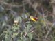Gould's Sunbird (Aethopyga gouldiae)