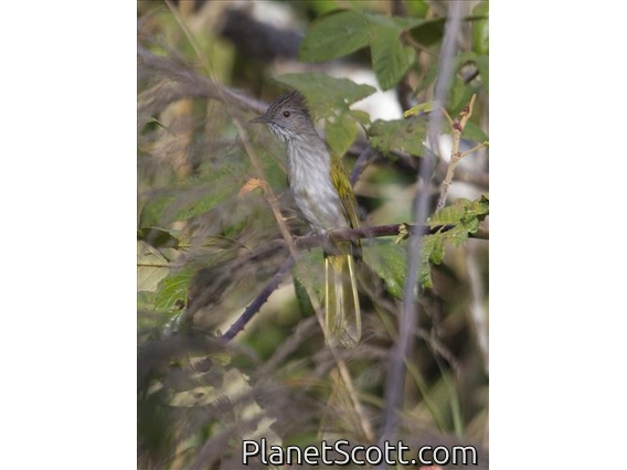 Mountain Bulbul (Ixos mcclellandii)