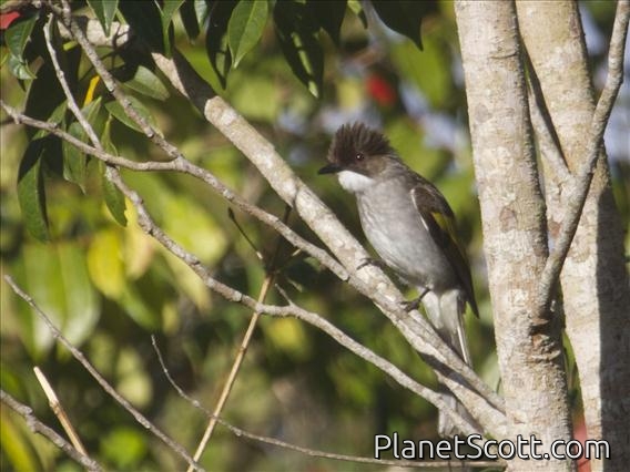 Ashy Bulbul (Hemixos flavala)