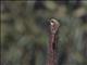 Gray Bushchat (Saxicola ferreus)