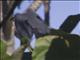 Black-hooded Laughingthrush (Garrulax milleti)
