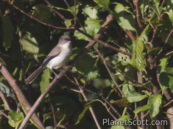 Blue-winged Minla(Actinodura cyanouroptera)