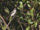 Blue-winged Minla(Actinodura cyanouroptera)