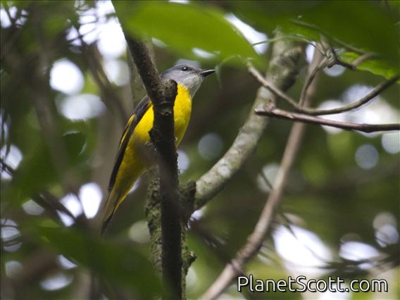 Gray-chinned Minivet (Pericrocotus solaris) - Female