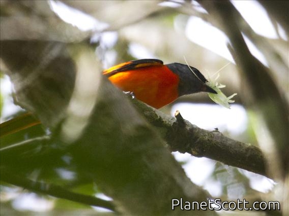 Gray-chinned Minivet (Pericrocotus solaris) - Male