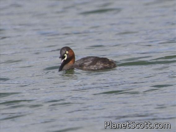 Little Grebe (Tachybaptus ruficollis)