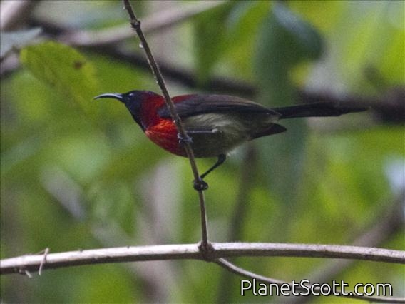 Black-throated Sunbird (Aethopyga saturata)