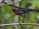 Black-throated Sunbird (Aethopyga saturata)