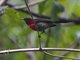 Black-throated Sunbird (Aethopyga saturata)